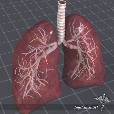 lungfara|The Lingula of the Lung: 3D Anatomy Model